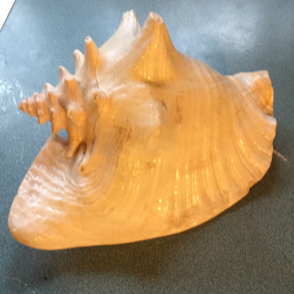 Seashell - Picture 4 of 8
